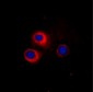 CD1e Antibody